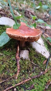 foto di Funghi